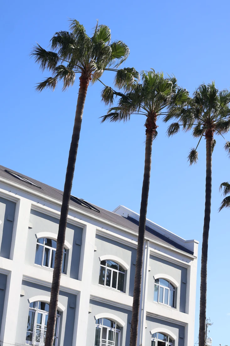 Palm trees beside a white building